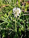 20.000+ Samen Weißklee Trifolium repens Bienen Nektar Schmetterlings Pflanze