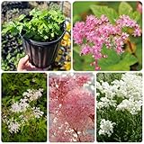 mädesüß samen, bodendecker winterhart mehrjährig frühlingsblumen, winterharte kübelpflanzen hochbeet samen, pflanzen für sonnige plätze seltene pflanzen, blumen deko wohnzimmer 500pcs