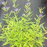 100 pcs Bartblume Samen, minigarten, bonsai baum echt, blühende sträucher Bartblume Pflanze, Caryopteris clandonensis, winterharte balkonpflanzen balkon pflanzen winterfest pflanzen