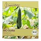 Samenliebe BIO Gurken Samen alte Sorte Marketmore Freilandgurke Salatgurke grün 10 Samen samenfestes Gemüse Saatgut für Gewächshaus Freiland und Balkon BIO Gemüsesamen