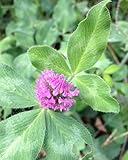 10 Mauve Lila Kleesamen Trifolium pratense:Seeds