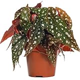 GardenersDream Forellenbegonie Begonia Maculata | Zimmerpflanze für Zuhause oder das Büro