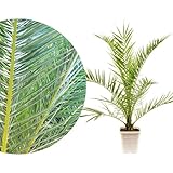 Meine Orangerie Phoenix Canariensis - frostharte, robuste Palme im Ø 19cm Topf - Kanarische Dattelpalme - Höhe inkl Topf 70-80cm