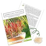Japanische Blutgras Samen (Imperata cylindrica) - Winterhartes Ziergras mit feuerroten Blättern ideal für Garten, Balkon oder Terrasse