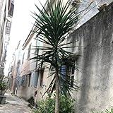 100 pcs Yucca elephantipes Samen zimmerpflanze plantura pflanzen zimmerpflanzen samen steingartenpflanzen winterhart winterharte stauden pflanzen deko bonsai samen deko wohnzimmer