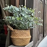 eukalyptus baum - samen baumsamen garden geschenke für zimmerpflanzen bäume kaufen dekopflanzen kübelpflanzen saatgut pflanzensamen exotische pflanzen 50pcs