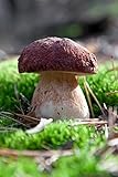 Pflanzen Sie Ihre eigenen Pilze! - Myzel für Kiefern-Steinpilz (Boletus Pinophilus) - von Mycelium