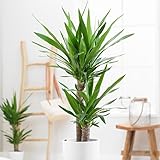 Bloomique - Yucca Elephantipes - Yucca Palme - Palmlilie - Zimmerpflanzen - Pflegeleicht - Luftreinigend - Höhe 60-70 cm - Topf 17 cm