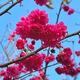 kirschblütenbaum samen, topfpflanzen draußen winterhart zierkirsche, prunus serrulata, winterharte kübelpflanzen, deko blumen bio samen alte sorten, baum pflanzen gartenblumen, 60pcs