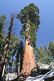 Seedeo® Anzuchtset Küsten - Mammutbaum (Sequoia sempervirens) 70 Samen