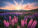 Ravensburger Nature Edition 17492 Lupinen - 500 Teile Puzzle für Erwachsene und Kinder ab 12 Jahren