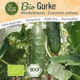 Little Plants BIO Gurke Samen 10 Gurkensamen Marketmore Gemüsesamen für Gemüsegarten Topf Samenfest Gemüse Samen für Küche, Balkon und Garten