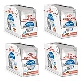 Royal Canin Indoor Sterilised in Soße | 4er Pack | 4 x 12 x 85 g | Alleinfuttermittel für ausgewachsene Katzen die im Haus Leben | Für sterilisierte Katzen | Häppchen in Soße