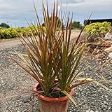 drachenbaum samen zimmerpflanze, pflanzen balkon, zierbaum winterhart dracaena marginata, topfpflanzen draußen winterhart baumsamen bonsai baum, deko wohnzimmer winterharte pflanzen 5pcs
