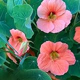 150 pcs kapuzinerkresse samen winterharte pflanzen für garten kapuzinerkresse pflanze hochbeete für garten gewächshaus balkon kapuzinerkresse samen rankend blumensamen gastgeschenk