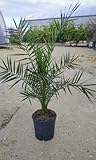 LK-Gartenwelt Phoenix Canariensis, Kanarische Dattelpalme, 90-120 cm, Kräftige Palme für Outdoor-Bereich