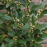 Gardener's Dream echter Lorbeerbaum (Laurus nobilis) - Gewürzlorbeer - Echter Lorbeer im Pflanzen-Topf, Immergrüne Pflanze, Kräuterpflanzen nur bedingt Winterhart, Größe: 20 bis 25 cm