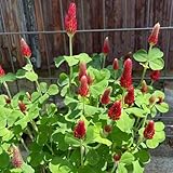rotklee samen gartensamen blumensamen kleesamen blumendeko pflanzensamen - Seltene pflanzen serie - bodendecker winterhart mehrjährig, balkonpflanzen winterhart, kräuter samen 70pcs