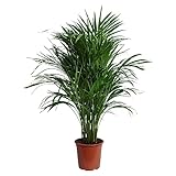 Happy Plants Areca Palm Goldpalme/Dypsis Lutescens - Zimmerpflanzen Groß - luftreinigende pflanzen - inkl. Blumentopf - Frisch aus der Gärtnerei (ohne Topf, 100 cm)