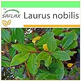 SAFLAX - Gewürzlorbeerbaum - 6 Samen - Laurus nobilis