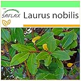 SAFLAX - Gewürzlorbeerbaum - 6 Samen - Laurus nobilis