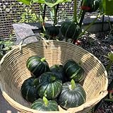 kürbis samen bio - kürbissamen bohnenkraut samen gartenkräuter kürbis pflanzen für draußen winterhart büropflanzen kürbiskerne bio samen gemüse biosaatgut kräuter samen mehrjährig 50pcs