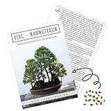 Außergewöhnliche Bonsai Samen mit hoher Keimrate - Pflanzen Samen Set für deinen eigenen Bonsai Baum (1x Berg Mammutbaum)