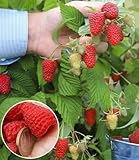 BALDUR-Garten Riesenhimbeere Primeberry® Autumn Happy®, 1 Pflanze, Rubus idaeus, winterhart, mehrjährig, pflegeleicht, sehr ertragreich, dornenlose Spitzenzüchtung, extrem große & aromatische Früchte