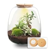 urbanjngl.com - Flaschengarten - Emma Bonsai - DIY kit - ↑ 25 cm - Bonsai Pink/Yes - Do-It-Yourself Paket - DIY-Set - Pflanze im Glas - Komplettset Terrarium - Pflanzenterrarium