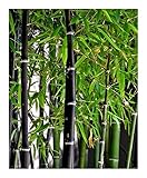 Phyllostachys nigra - Schwarzrohrbambus - schwarzer Bambus - 10 Samen