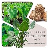 Elefantenohr Knollen 3 Stück - Zwiebeln – Taro Pflanze - (Colocasia esculenta) Tropische Rarität – Ideale Pflanze für den Wintergarten