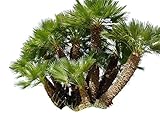 10 Samen Zwerg-Dattelpalme -Phoenix roebelinii- -Tolle Zimmerpflanze-