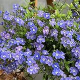Veronica-Samen, Vergissmeinnicht-Samen, bodendecker，gartendeko für draußen blumenwiese samen，gartenpflanzen pflanzentopf，schnell wachsender hochbeete für garten，Dekorative Pflanzen 500pcs
