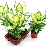 Dieffenbachia Tropic, 12 cm Topf, 30 - 40 cm hoch, 3 Pflanzen, Zimmerpflanzen