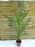[Palmenlager] Phoenix canariensis -kanarische Dattelpalme - 170 cm // Indoor & Outdoor Palme
