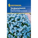 Kiepenkerl Vergissmeinnicht 'Blau',1 Portion