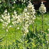 10 pcs yucca palme winterhart samen, yucca palmlilie, balkon garten, bodendecker winterhart mehrjährig pflanzen blumengarten, bodendecker samen pflanzen winterhart, bio samen kübelpflanzen