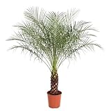 Zwerg-Dattelpalme – Phoenix Roebelenii – Zimmerpflanze – 170 cm hoch – Ø30 cm Topf – Exotische Palme für Wohnzimmer & Büro – Pflegeleicht & dekorativ