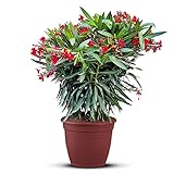 Tropictrees Nerium Oleander | Oleander Pflanzen winterhart | immergrüne winterharte Pflanze mit einer Höhe 100-120 cm | rote Blüten | Hitze- und trockenheitsresistent