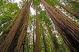 50 Samen Küstenmammutbaum Sequoia sempervirens Mammut Baum Redwood Rotholz