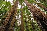 50 Samen Küstenmammutbaum Sequoia sempervirens Mammut Baum Redwood Rotholz