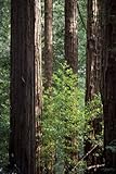 Seedeo Küsten - Mammutbaum (Sequoia sempervirens) 50 Samen