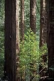 Seedeo Küsten - Mammutbaum (Sequoia sempervirens) 70 Samen