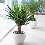 Yucca Elephantipes Pflanze - Leben Prämie Immergrün Innenbereich Zimmerpflanze in 12cm Topf