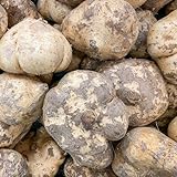 150 Pcs Yambohne Jicama Samen - Steingartenpflanzen Winterhart, Gemüsesaat (Pachyrhizus Erosus) Gewächshaus Balkon, Balkon Gemüse Winterharte Pflanzen Für Garten, Gemüsesamen & -Pflanzen