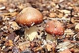 Bio Braunkappe Pilzbeet - Pilze selber züchten