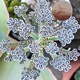 Haloppe Kalanchoe-Samen für die Gartenarbeit, 100 Stück Kalanchoe-Samen, Sukkulenten, einfach zu züchten, fruchtbare tropische Gartendekoration, Blumen, Pflanzen, Balkongarten, Kalanchoe-Samen 100