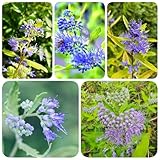 350 pcs Bartblume Winterhart Samen, winterharte pflanzen für garten, grünpflanze Caryopteris clandonensis - grünpflanzen, gartendeko für draußen zimmerpflanzen echt samen, winterharte