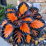 Elefantenohr, große Schattenpflanze für den Garten, seltene Farbe, auffällige, dekorative Gartenpflanze, mehrjährig winterhart und ausgezeichnete Zwiebelpflanze-2 zwiebel-A