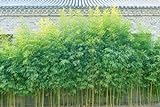 50 Samen Riesenbambus Kalkutta Bambus Dendrocalamus Strictus Sichtschutz Pflanze